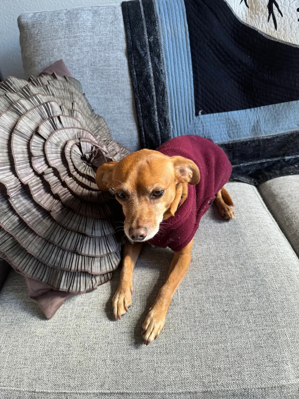 Cozy Companion