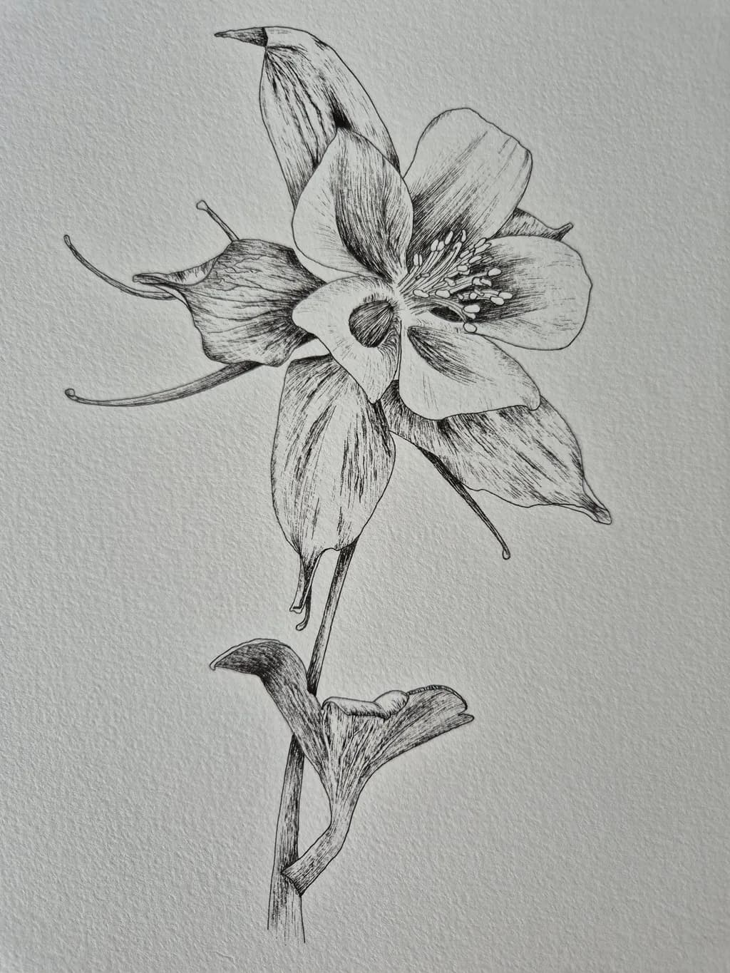 Delicate Monochrome Blossom: A Botanical Sketch of Elegance