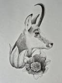 Original