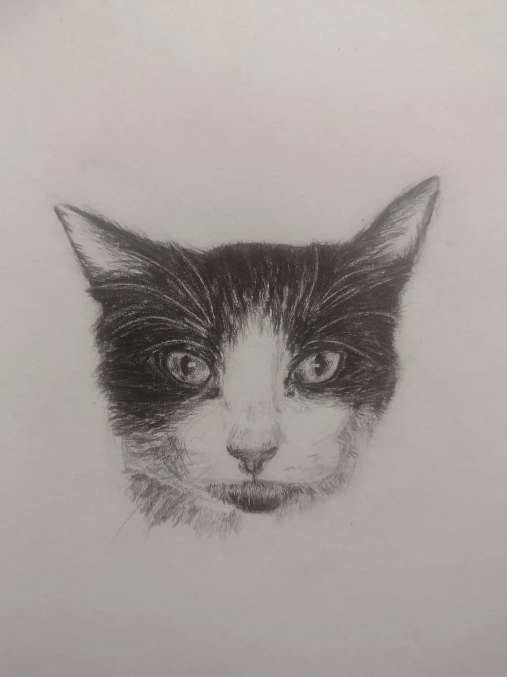 Whiskered Gaze: A Captivating Portrait of a Cat's Soul