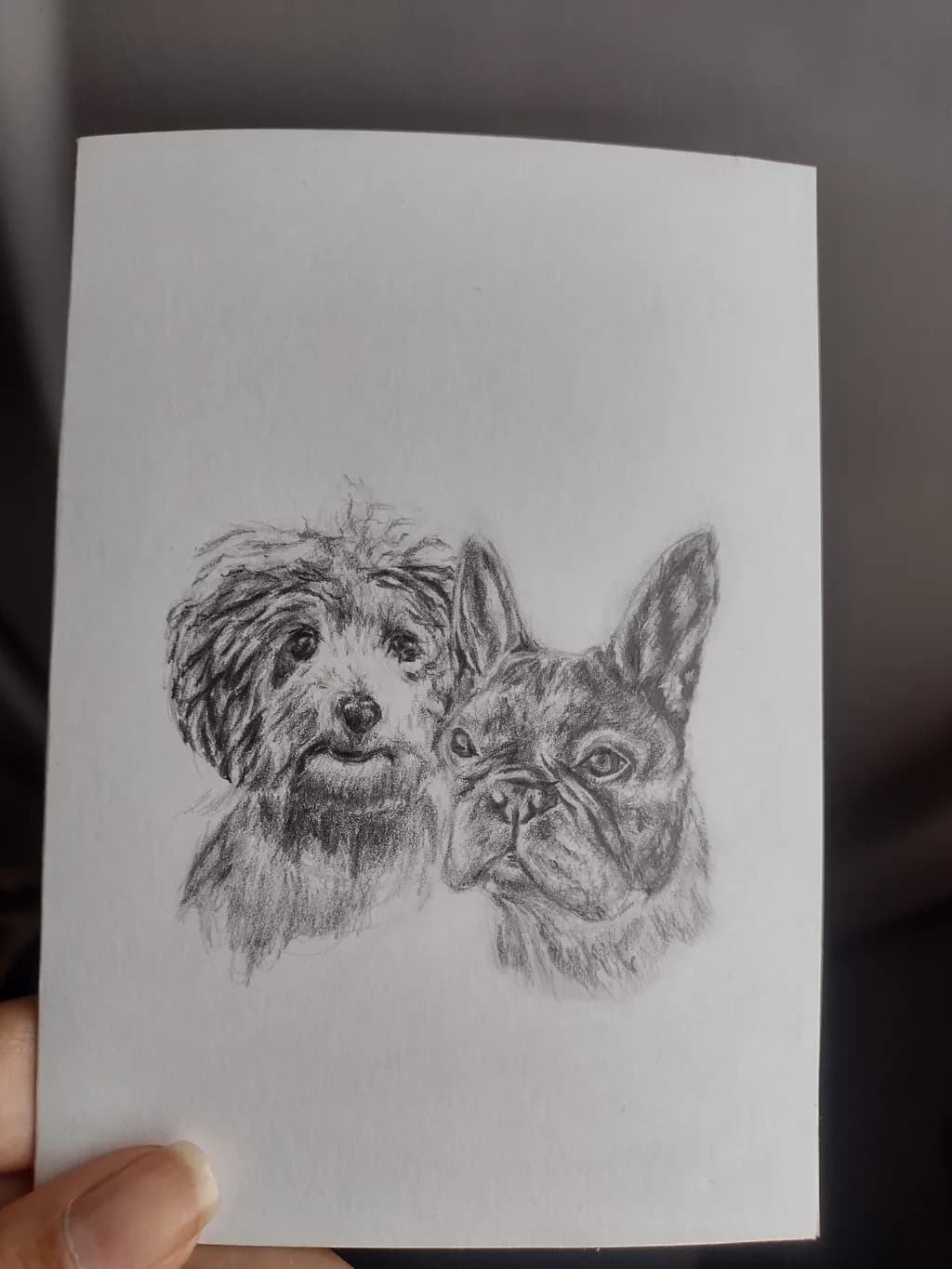 Whiskered Companions: A Heartfelt Sketch of a Poodle and French Bulldog Duo