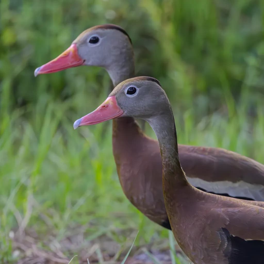 Black-Bellied Companions