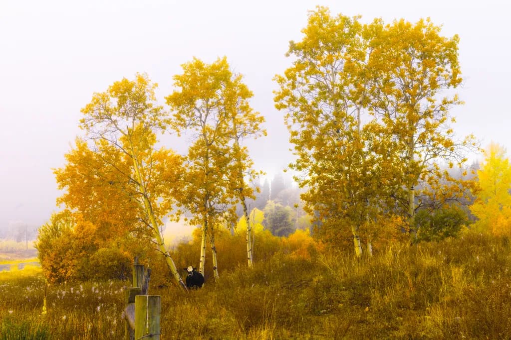 Kelowna Autumn Grove