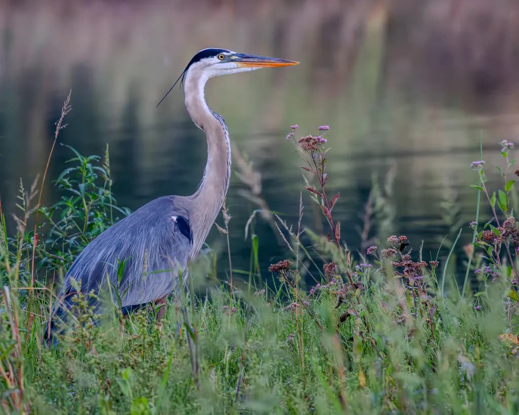 Blue Heron Sentinel