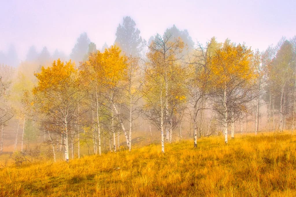 Aspen Glow