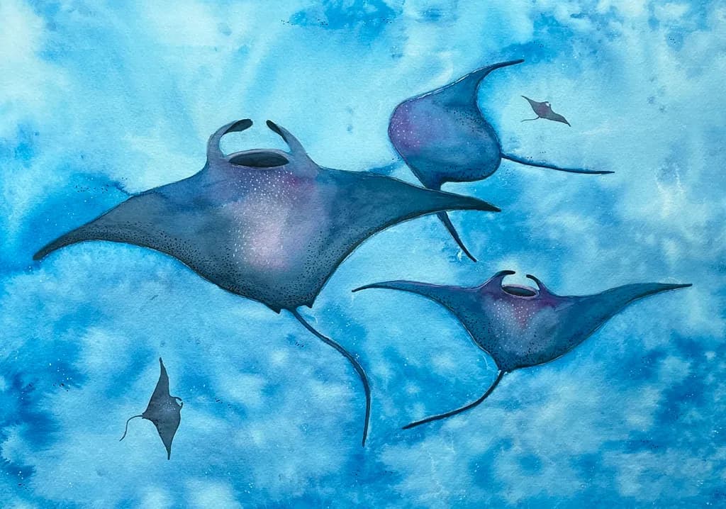 Manta Dance