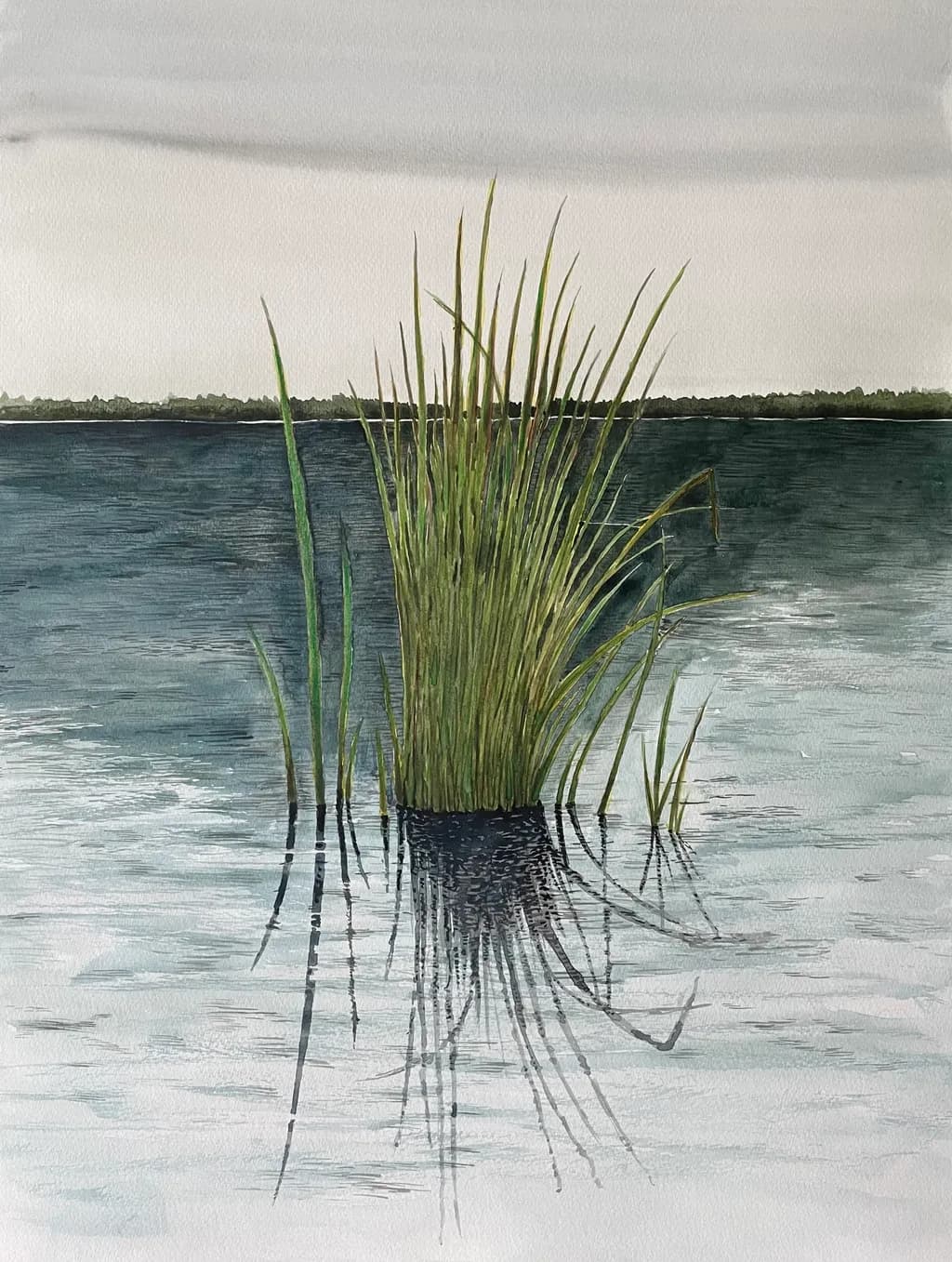 Reed Reflections