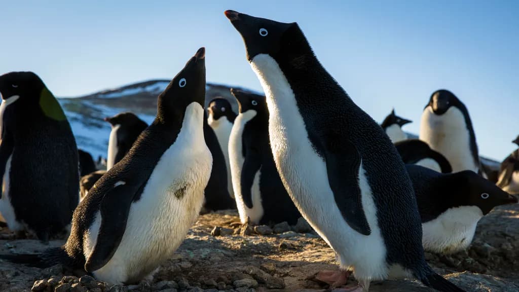 Penguin Chorus