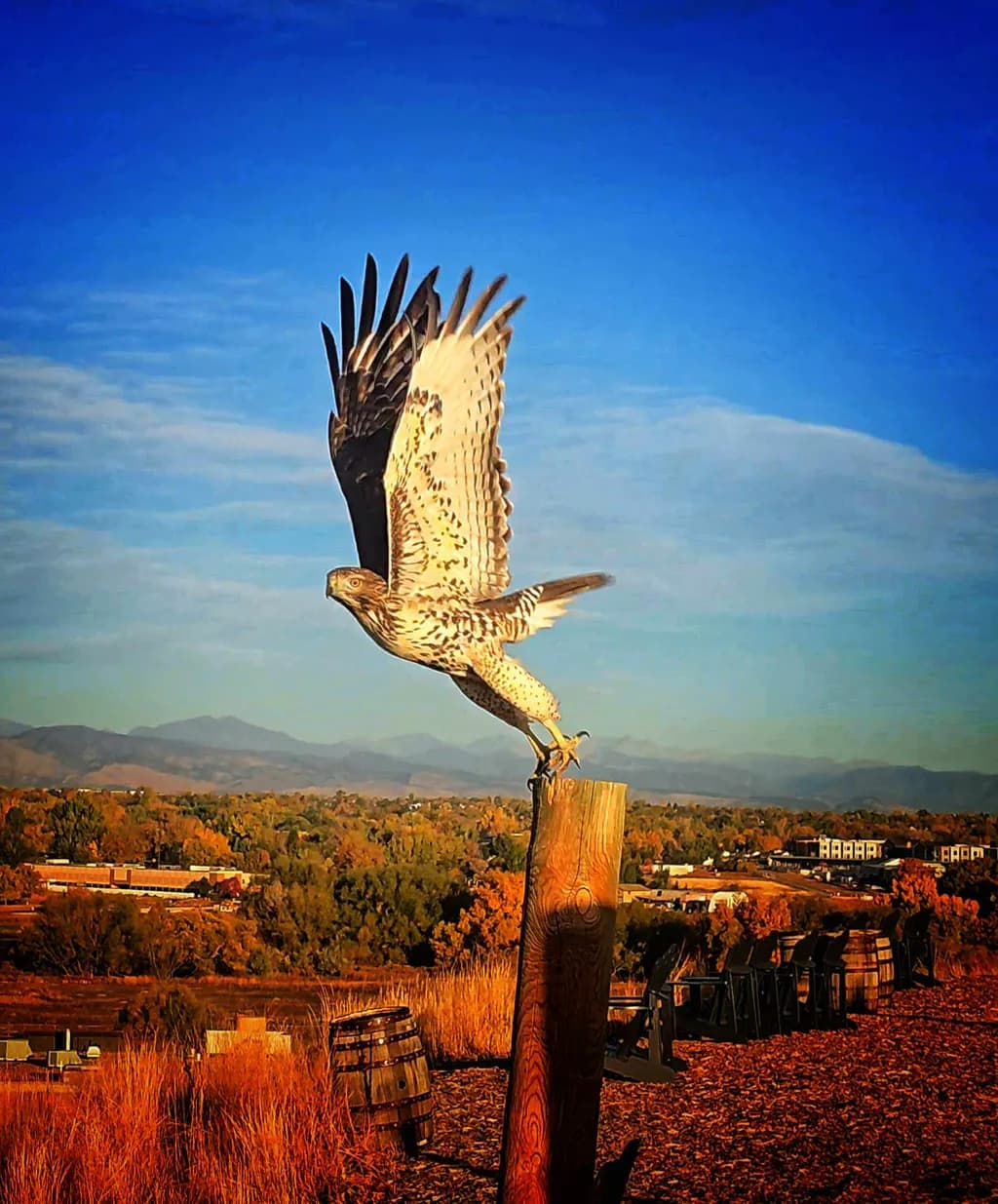 Hawk in Flight