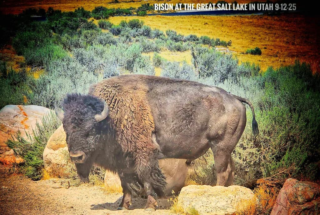Bison at Great Salt Lake