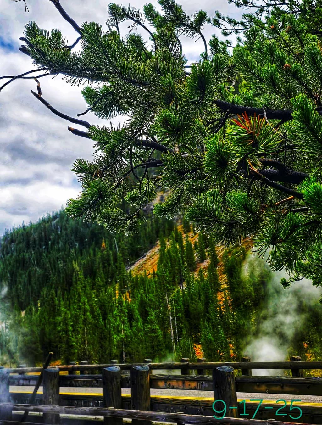 Forest Serenity
