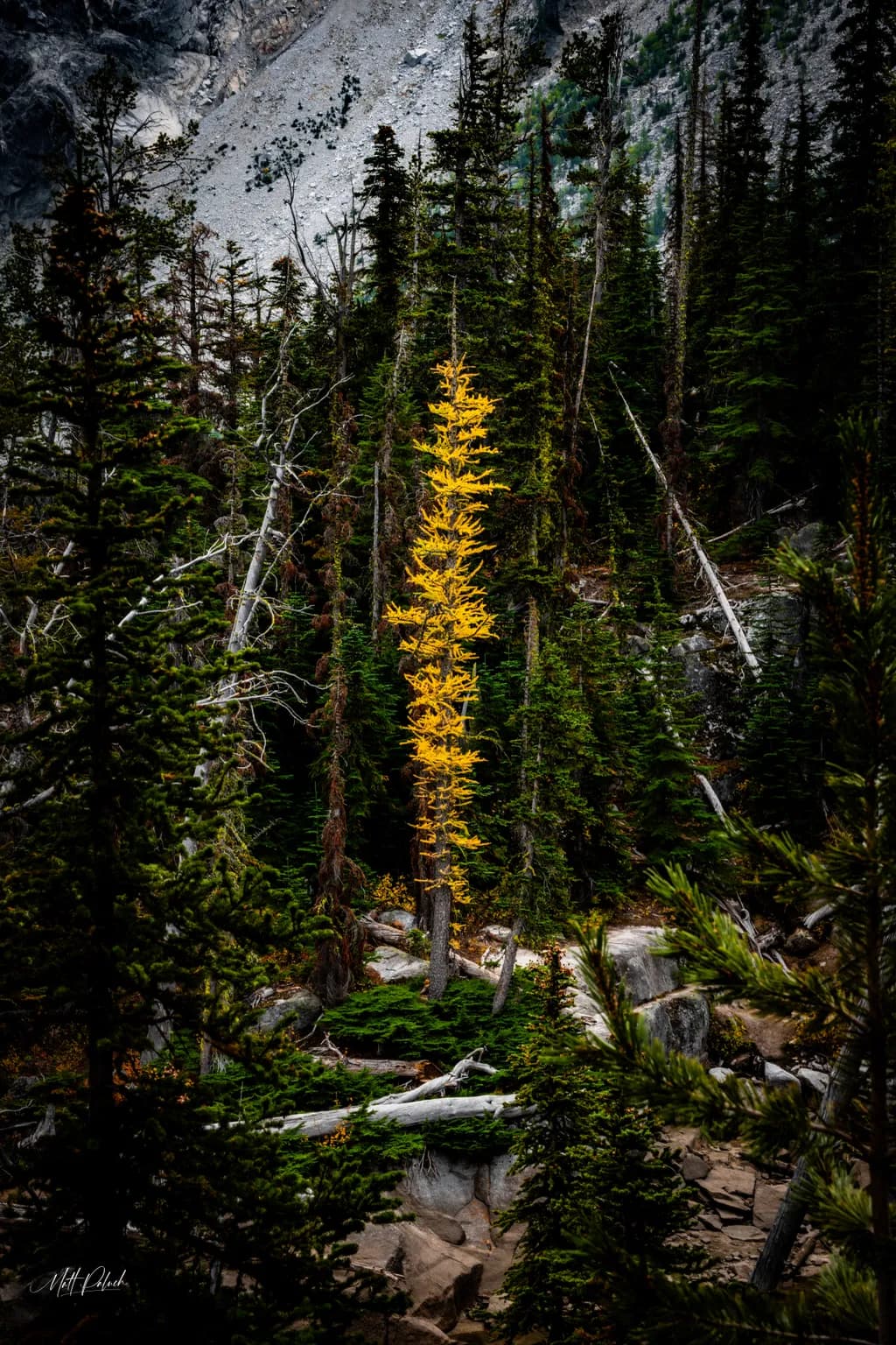 First Larch