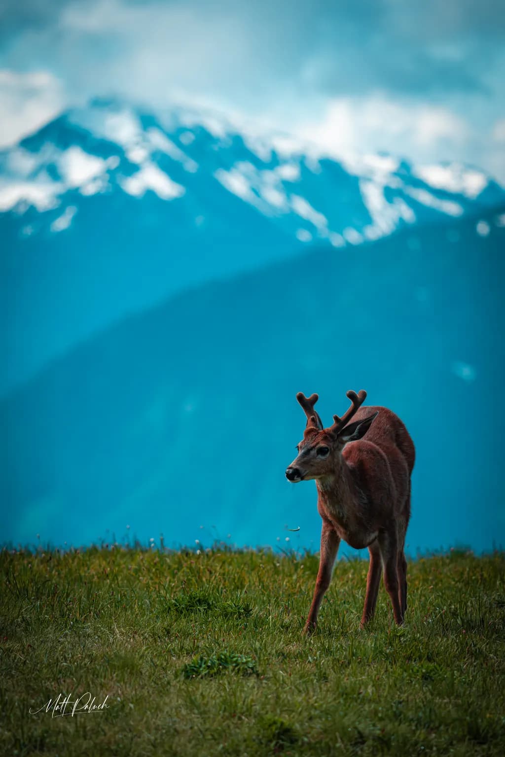 Mountain Stag