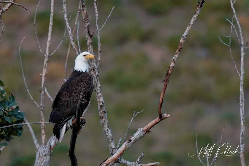 Perched Guardian