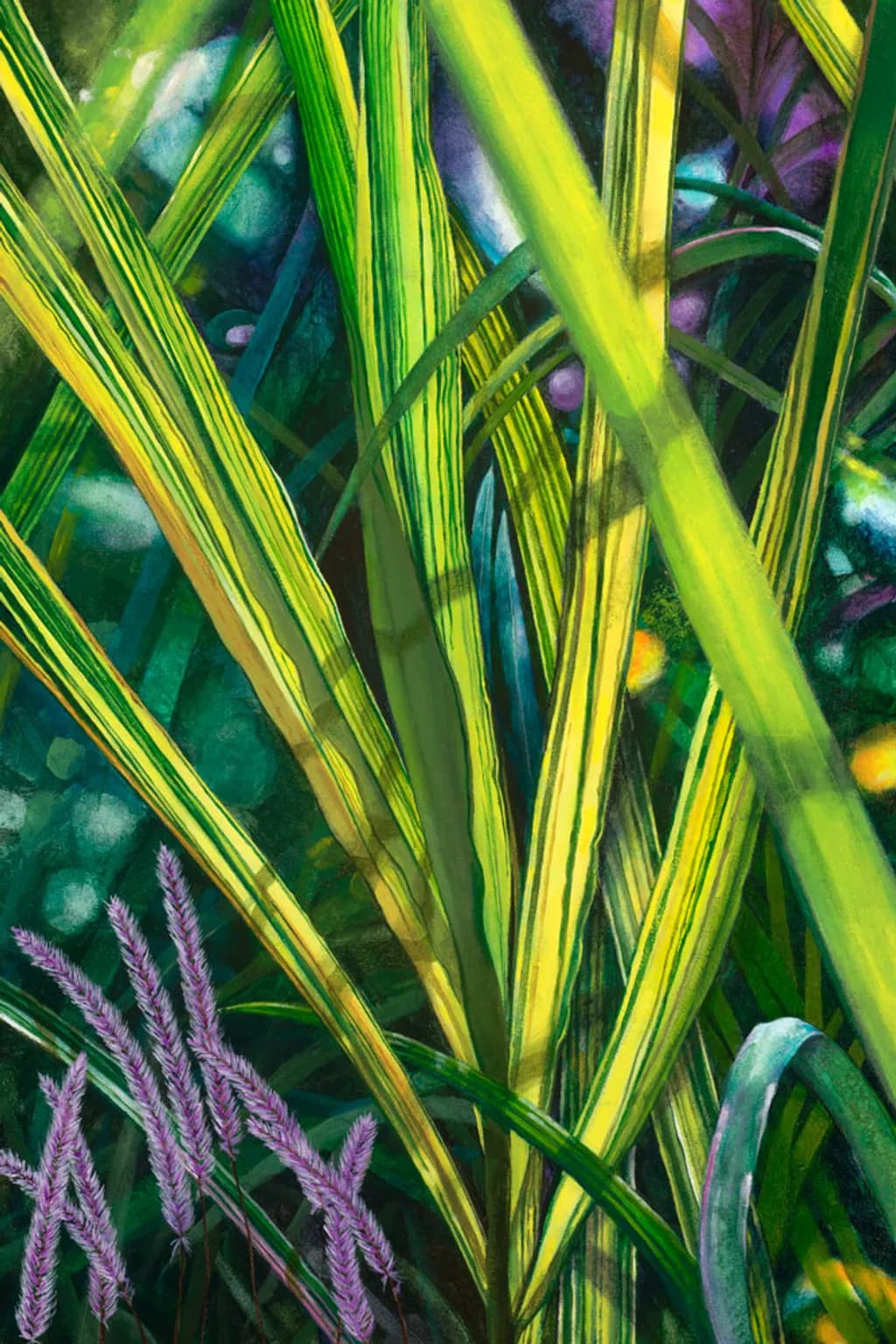 Giganteus Miscanthus