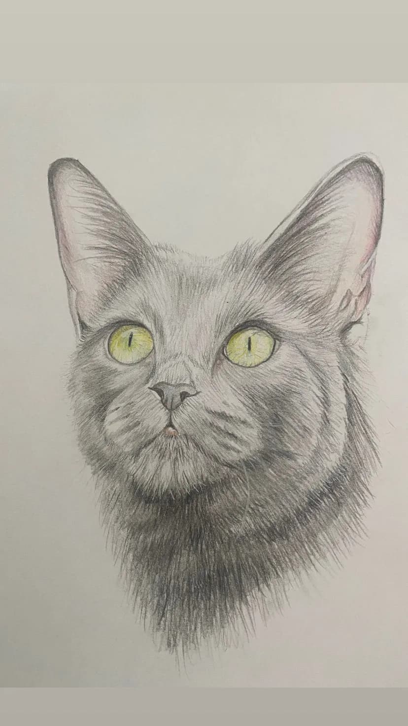 Gray Feline Gaze