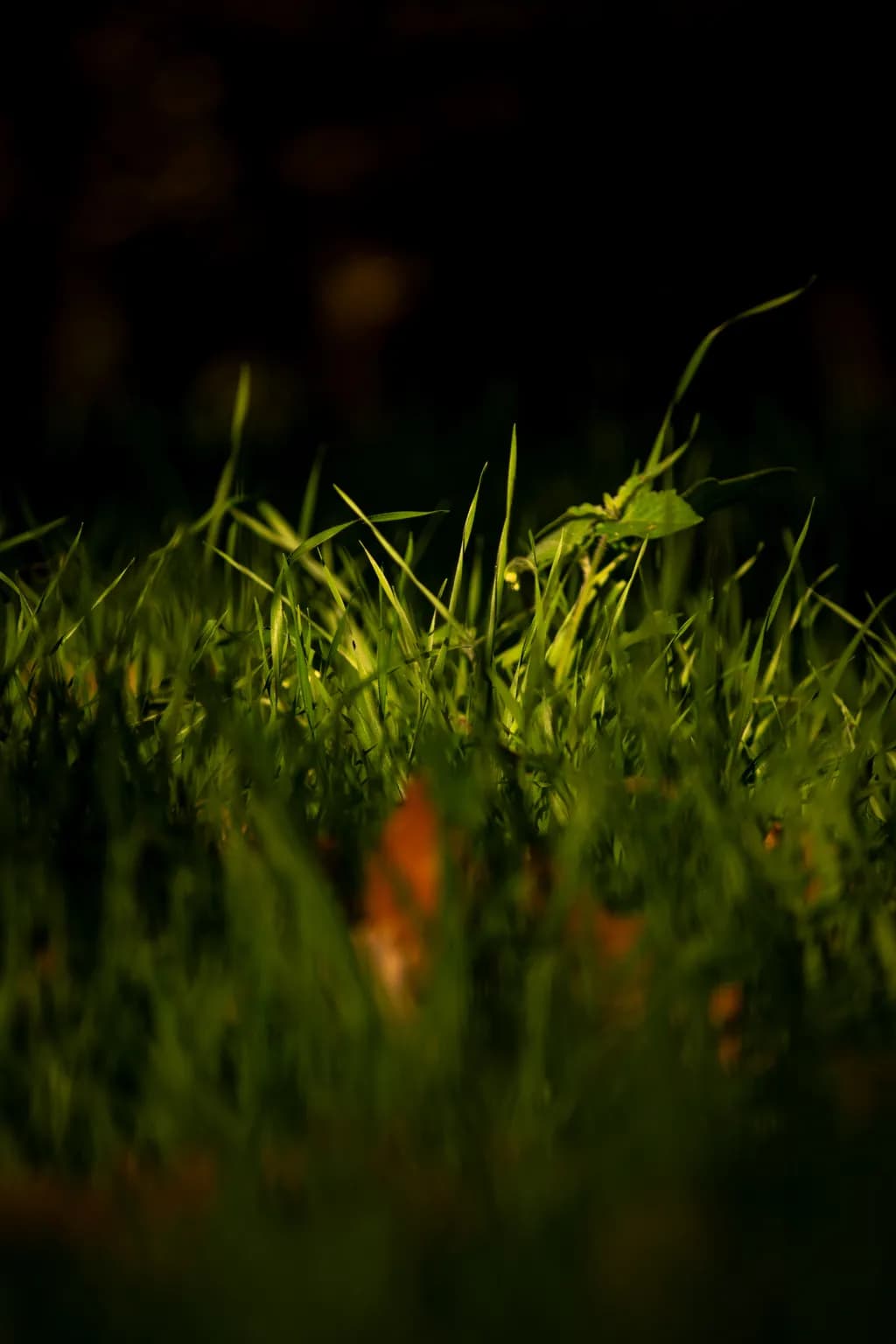 Luminous Grass