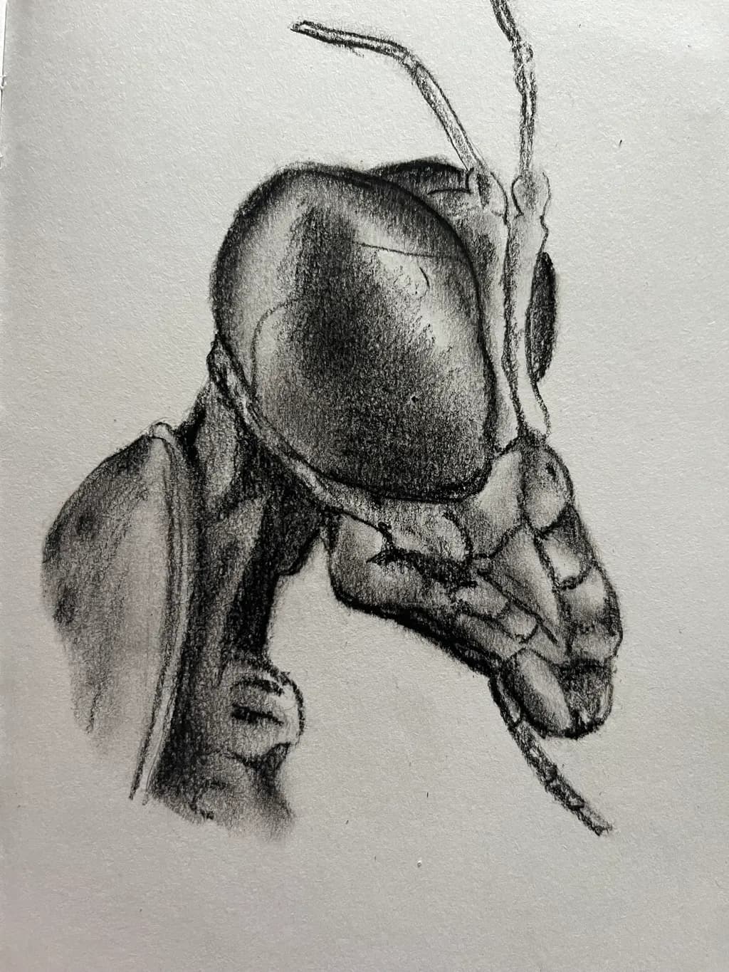 Insect Detail Sketch
