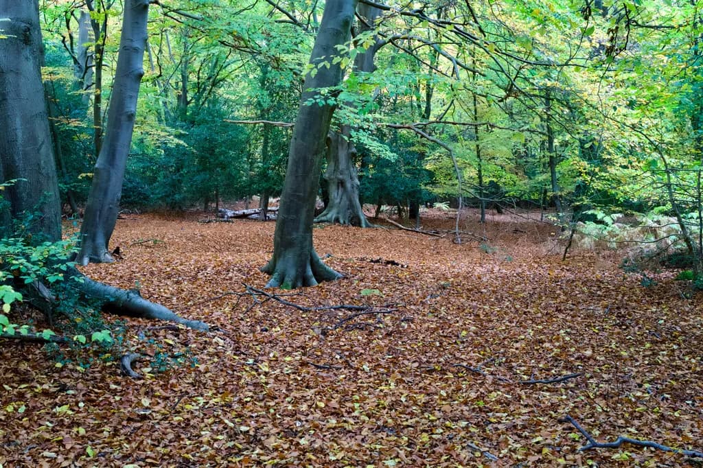 Autumn Forest Serenity