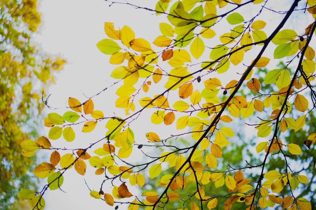 Autumn Leaves Tapestry