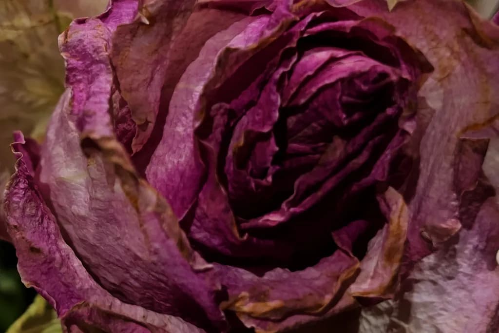 Dried Elegance