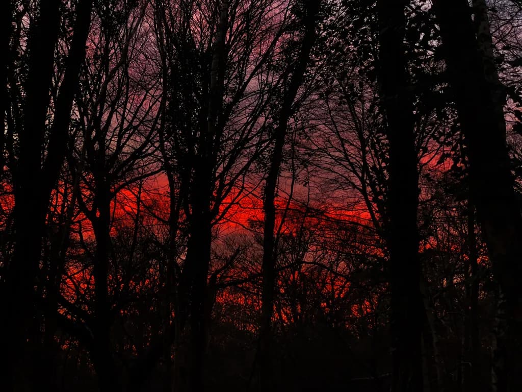 Crimson Canopy