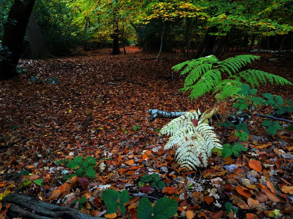 Autumn Fern