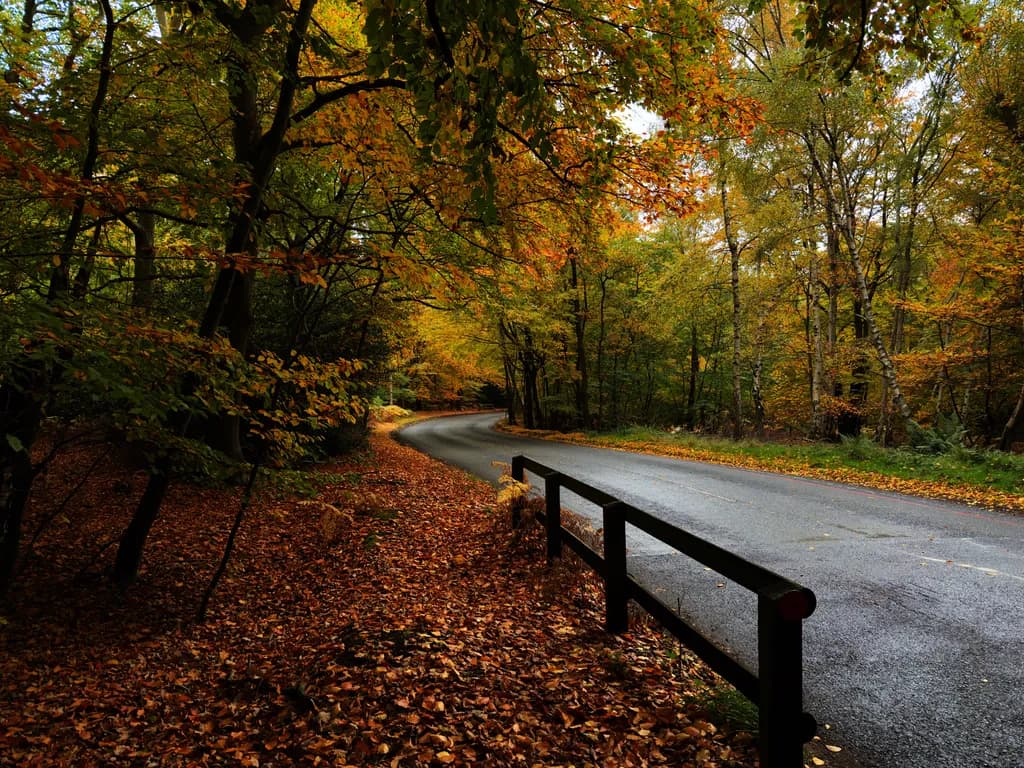 Autumn Pathway
