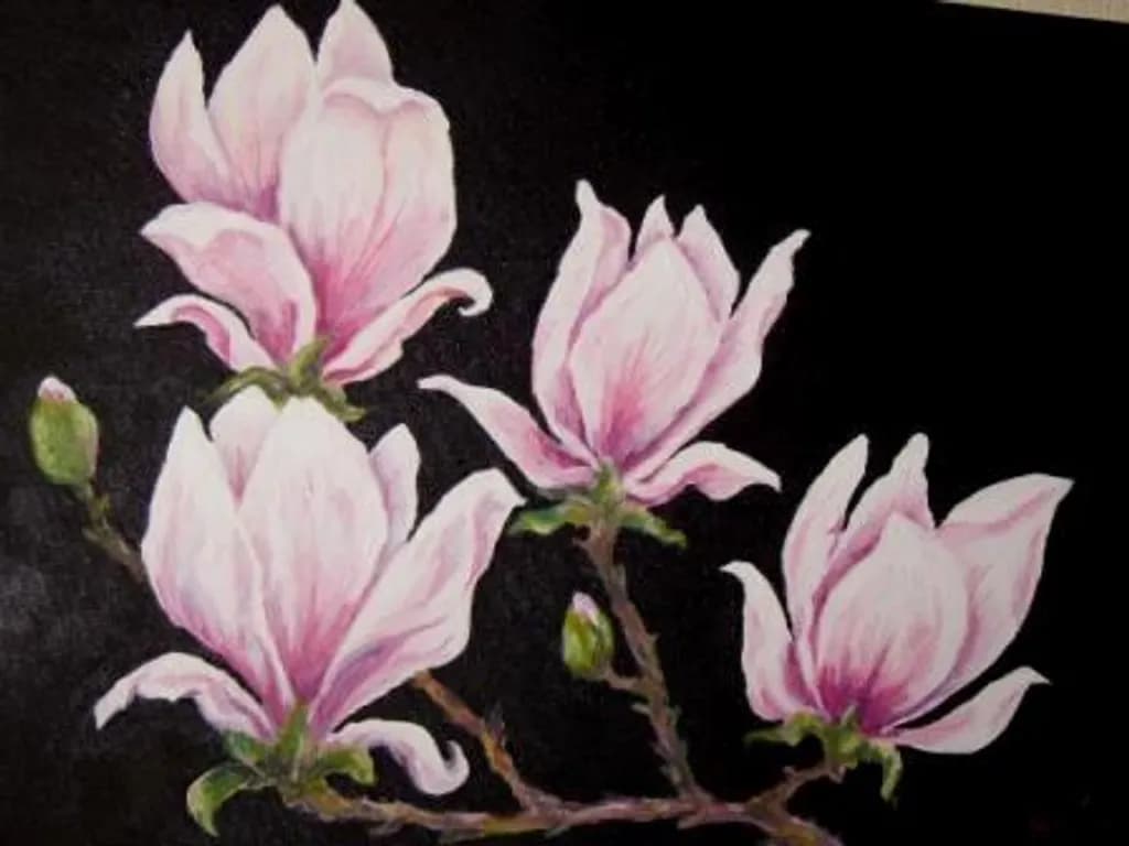 Magnolia Bloom