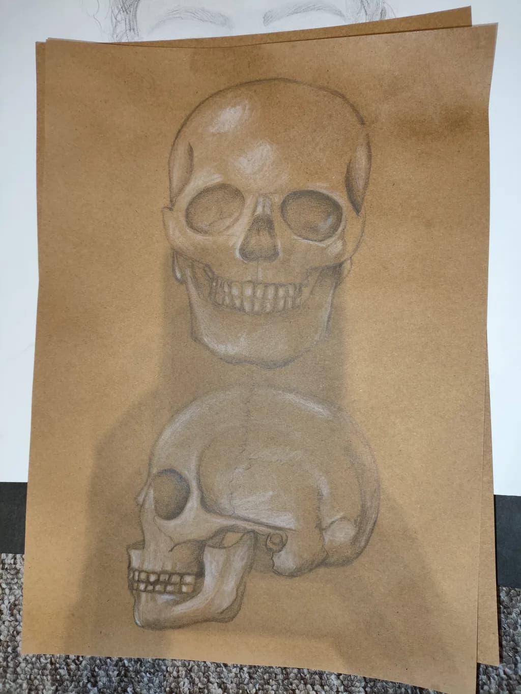 Anatomical Skull Study