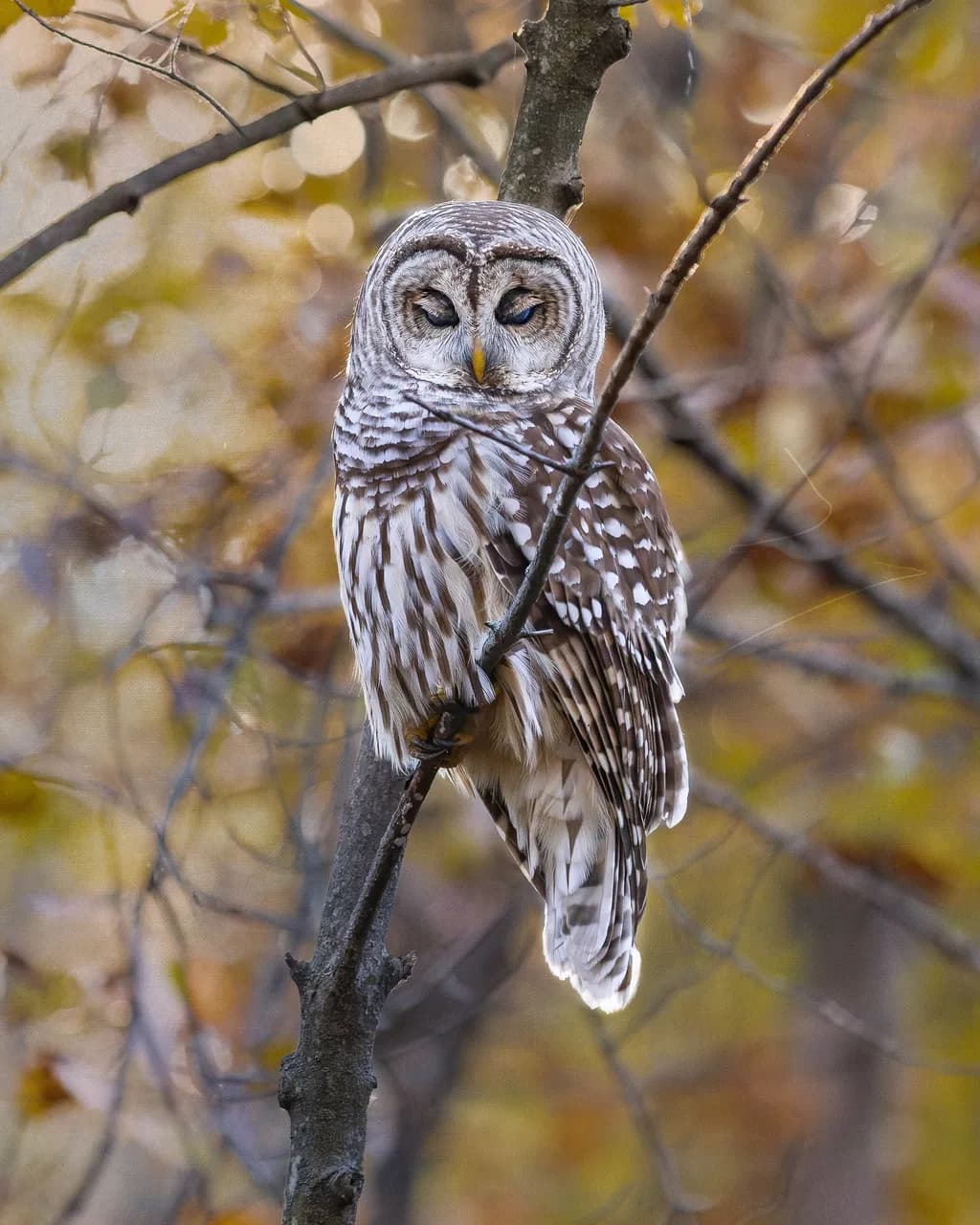 Drowsy Watcher