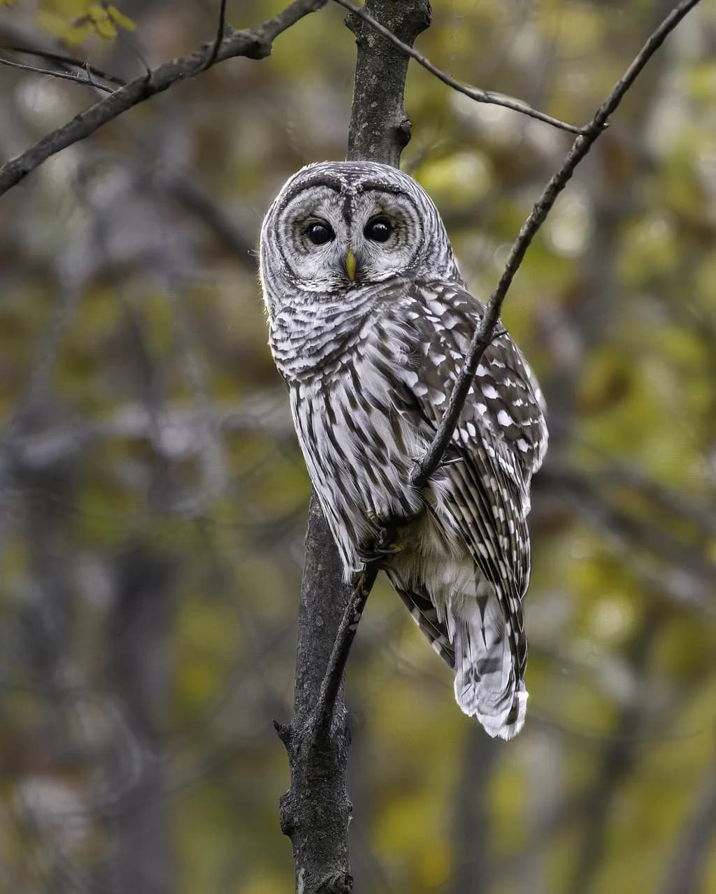 Forest Gaze
