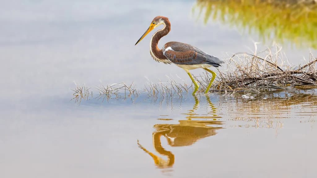 The Heron’s Gentle Pursuit