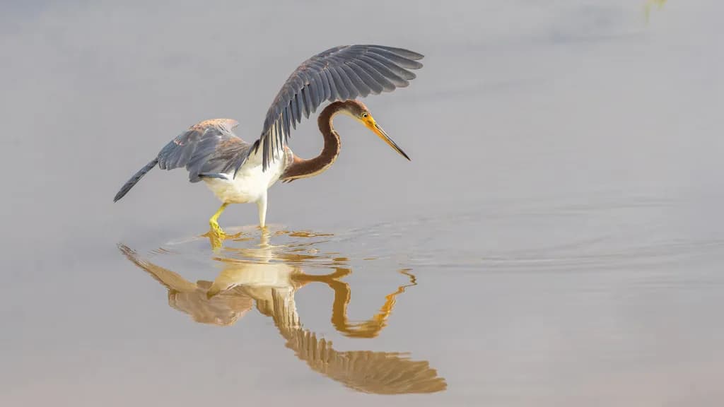 The Watchful Heron