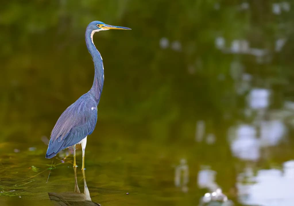 Clearwater Marsh Royalty