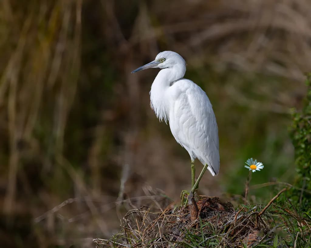 Little Blue Heron and the Wild Daisy