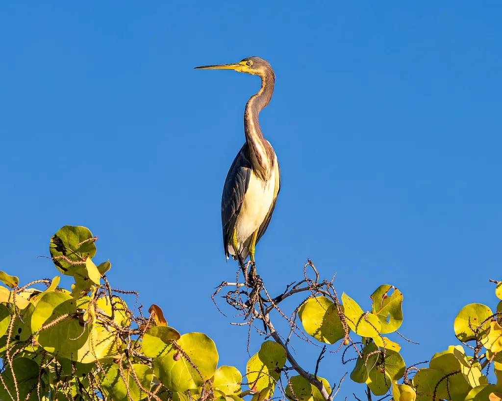 Watcher on the Branch