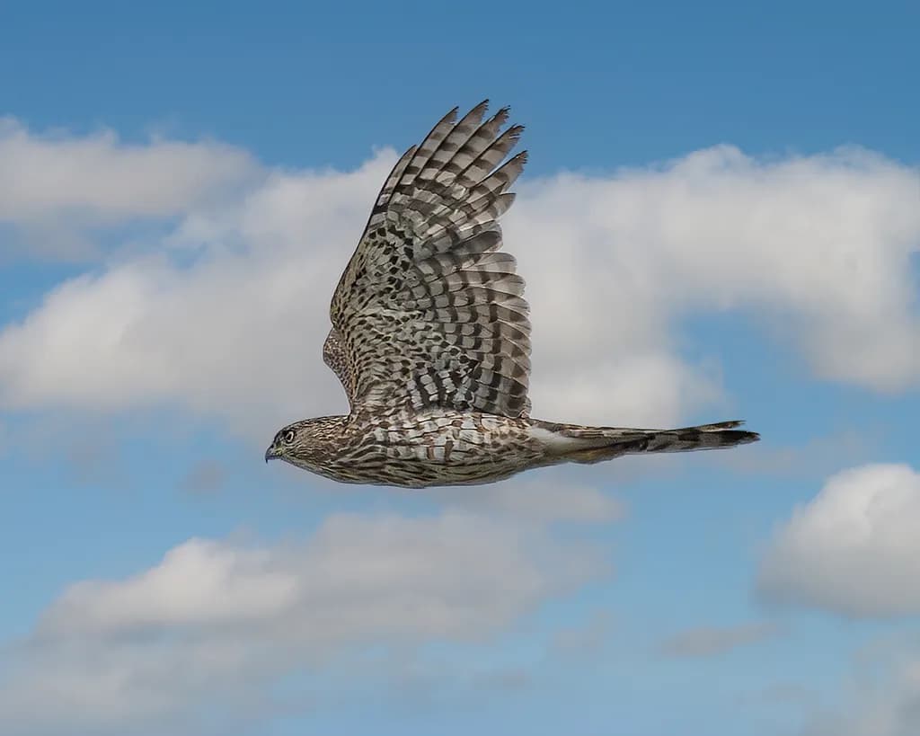 Soaring Hawk
