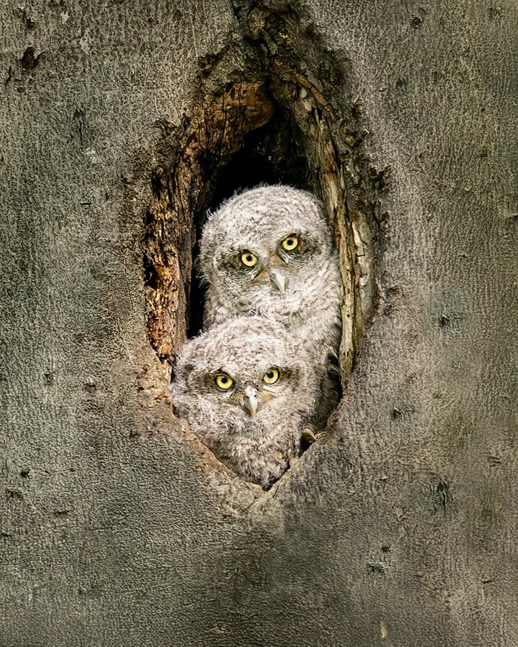 Tree Hollow Watchers