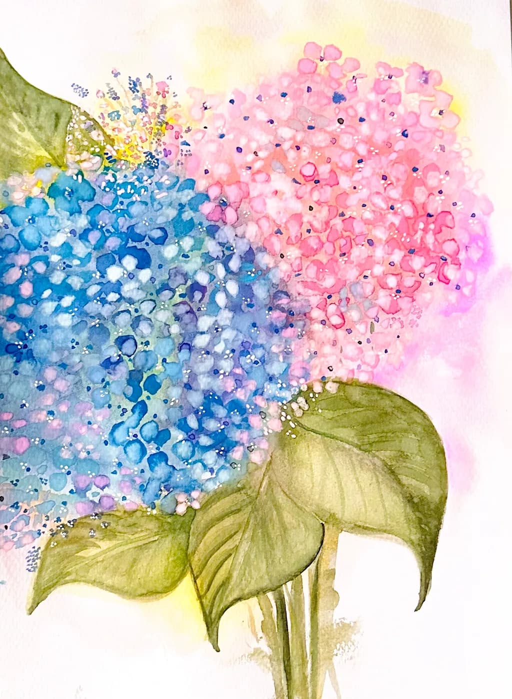 Hydrangea Harmony