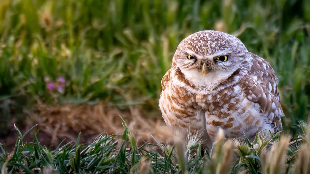 Burrowing Owl Stare