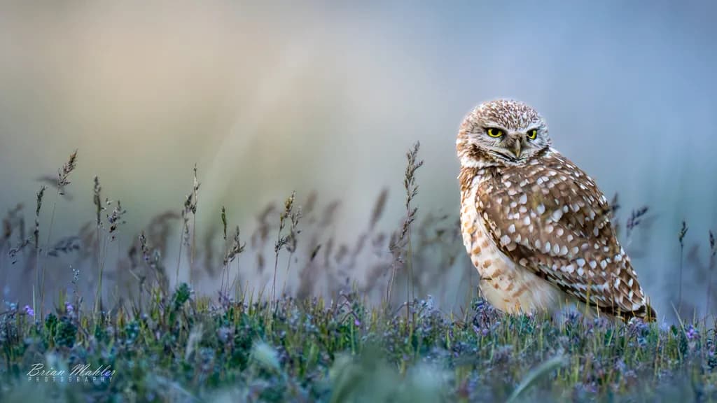 Owl in Wild Grass
