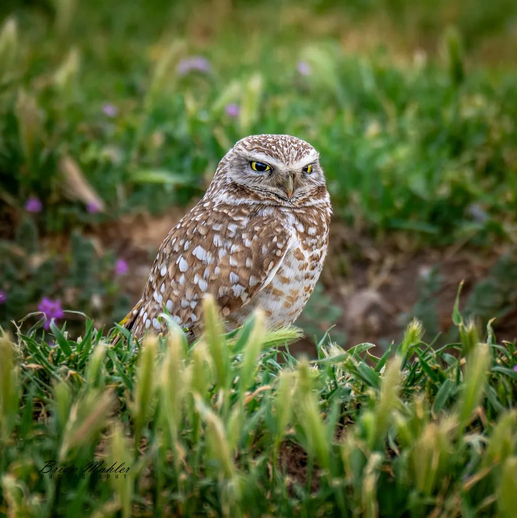 Burrowing Owl in Grass