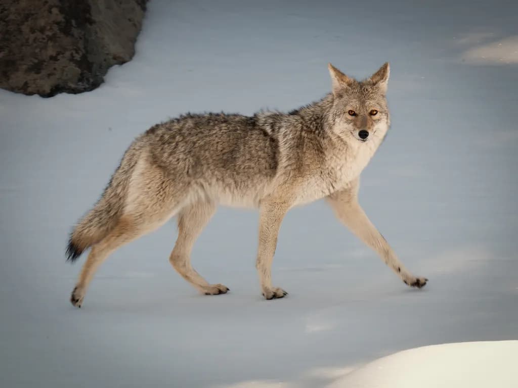 Coyote in Snow