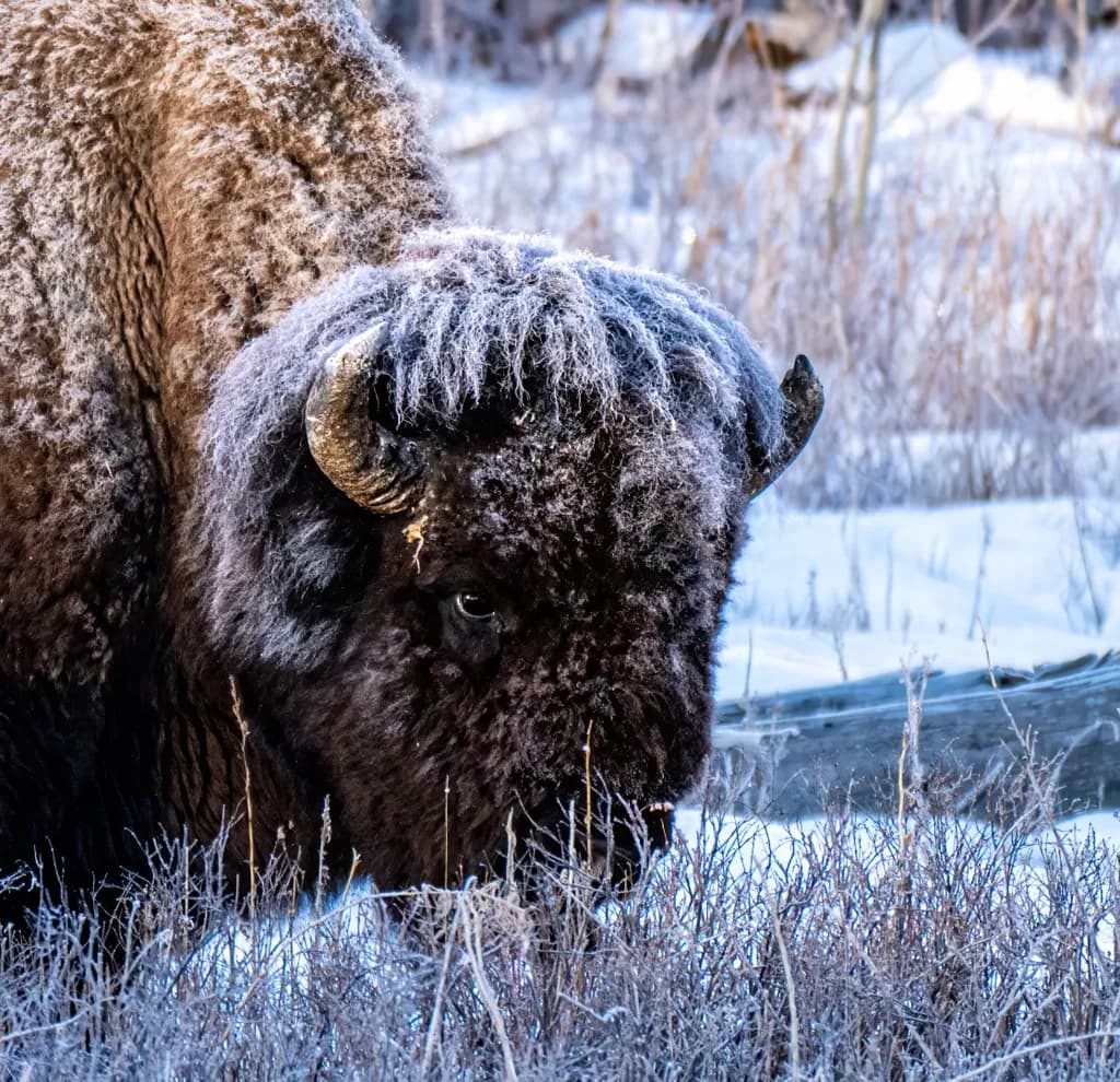 Frosted Bison in Winter