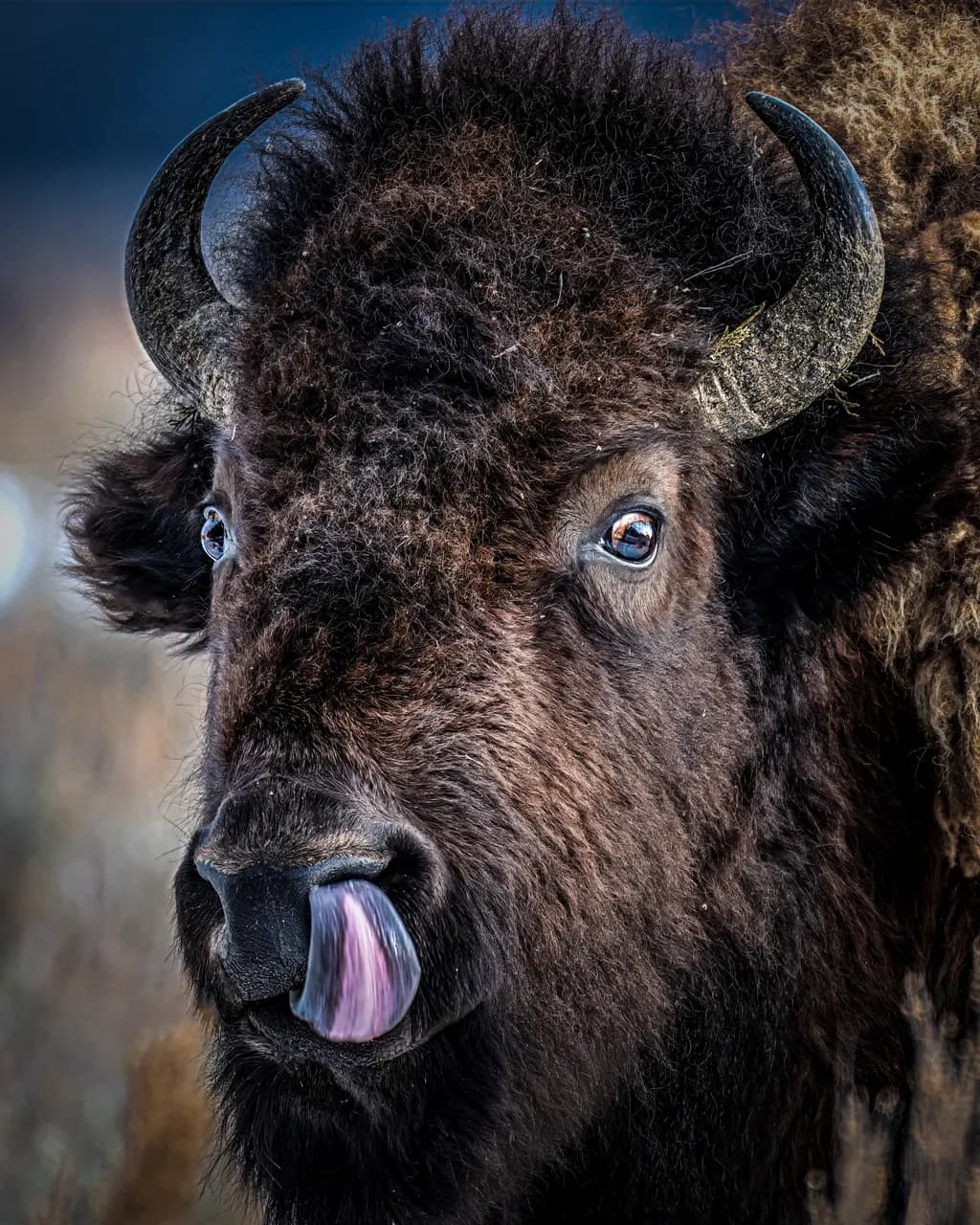Bison Close-Up
