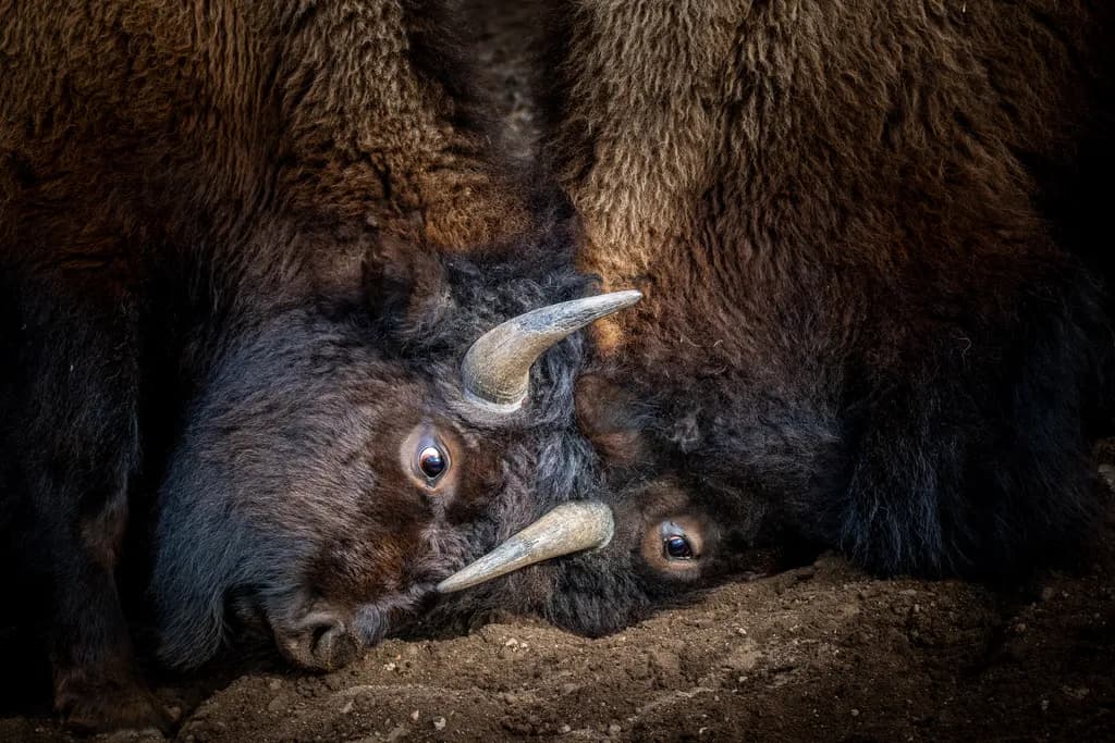 Bison Clash