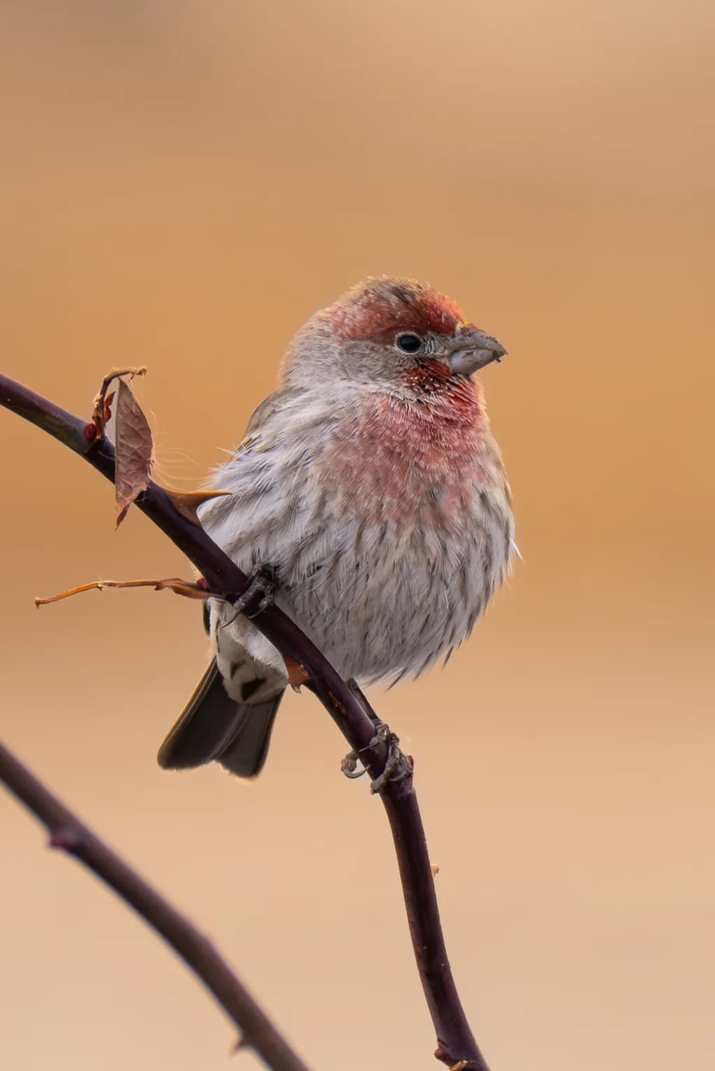 Bird on Branch