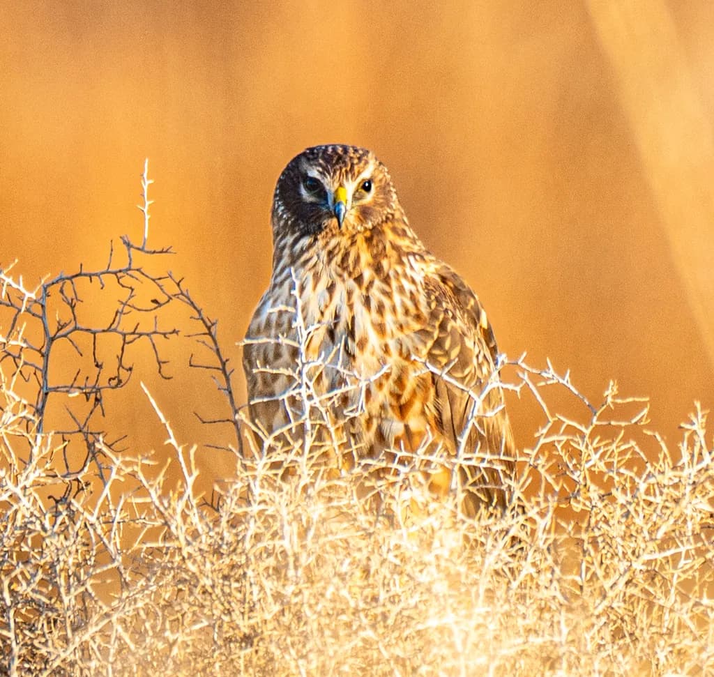 Desert Hawk