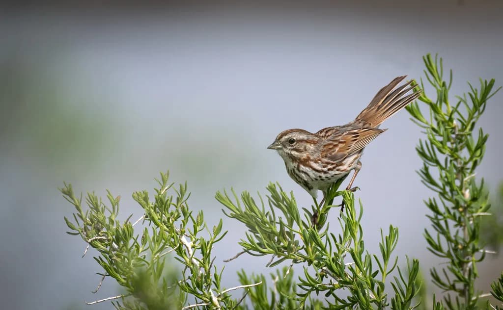 Sparrow on Green Branches